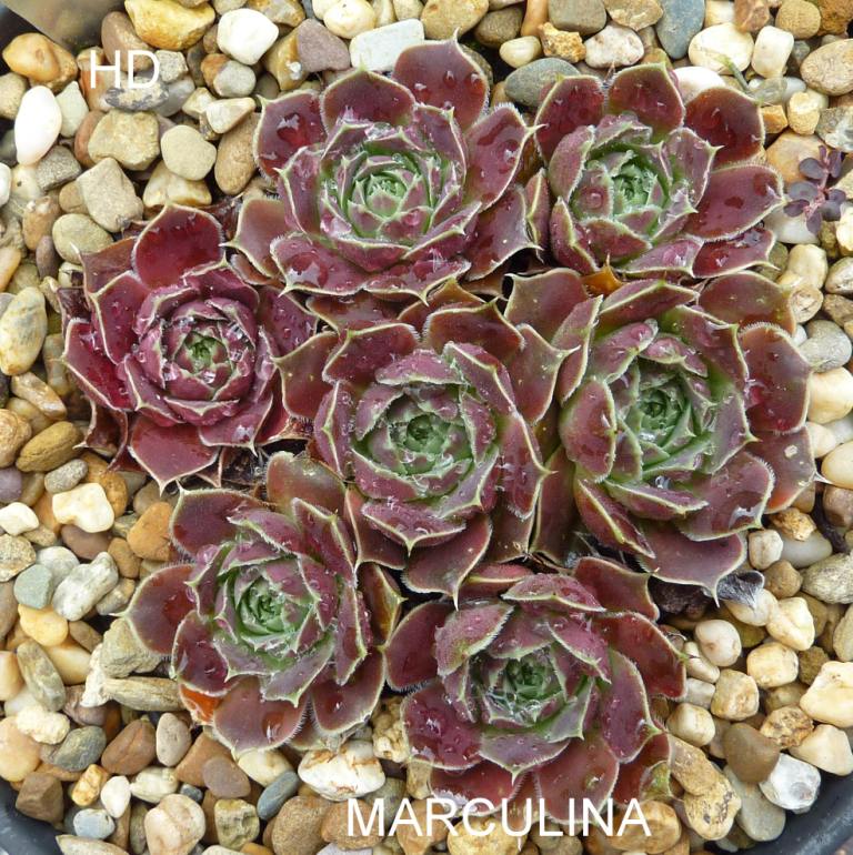 Marculina / Jovi