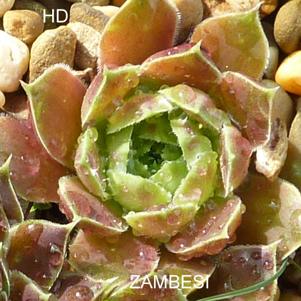 Zambesi / Jovi