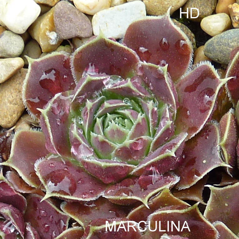 Marculina / Jovi