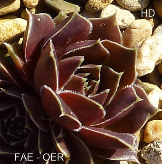 Fae-Oer / Jovi