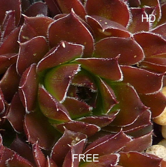 Free / Jovi