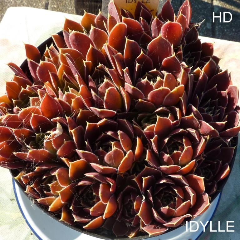 Idylle / Jovi