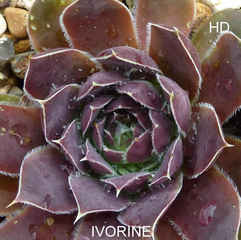 Ivorine / Jovi