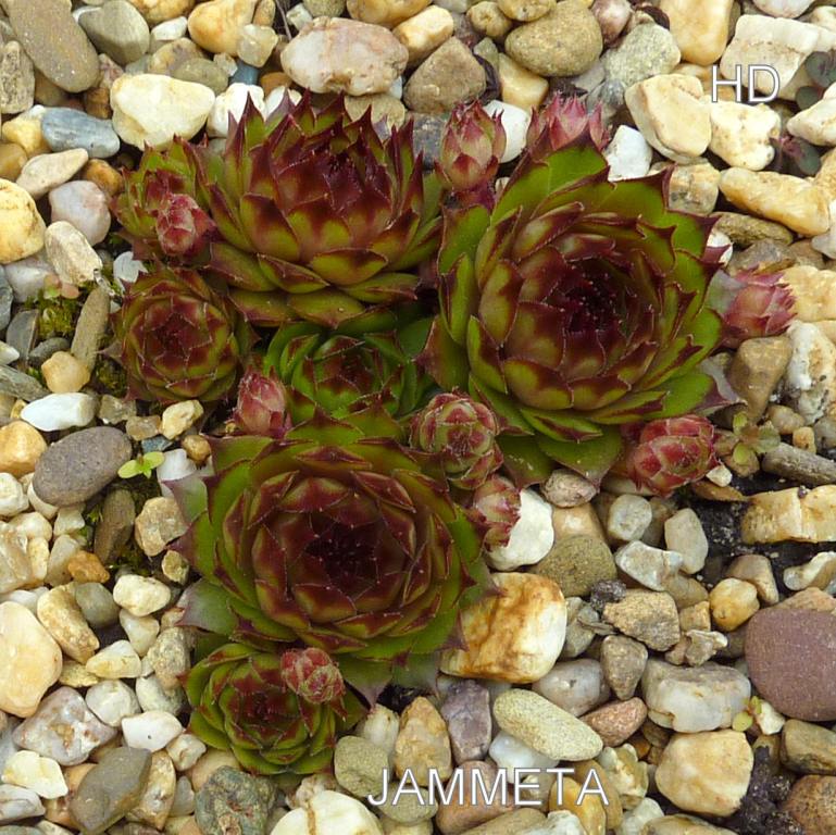 Jammeta