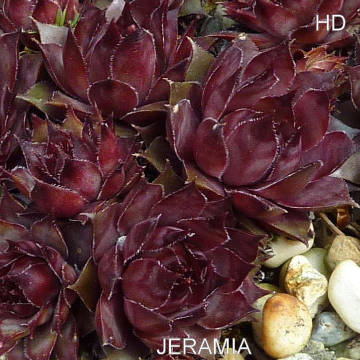 Jeramia