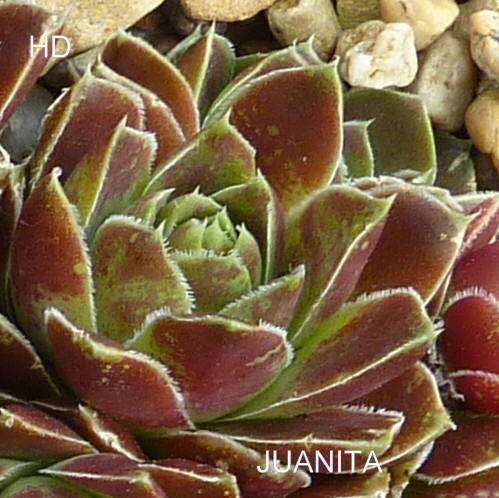 Juanita / Jovi