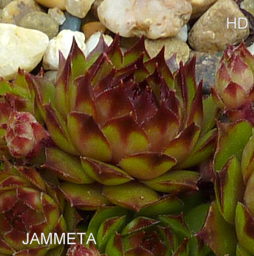 Jammeta