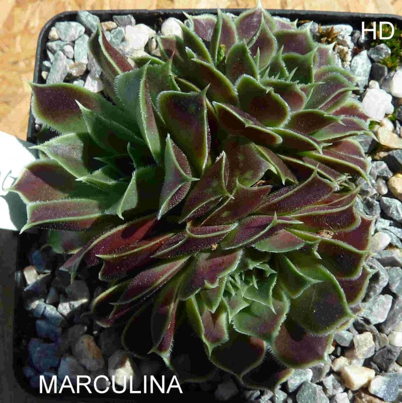 Marculina / Jovi