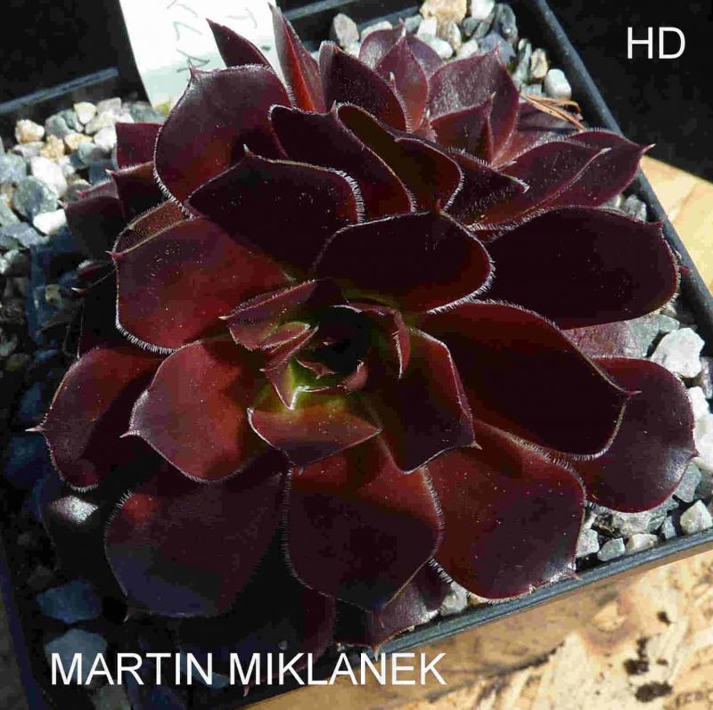 Martin Miklánek / Jovi