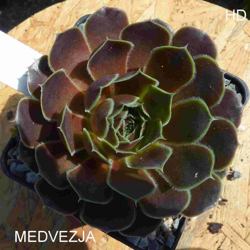 Medvezja / Jovi