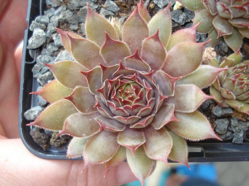 Jeramia