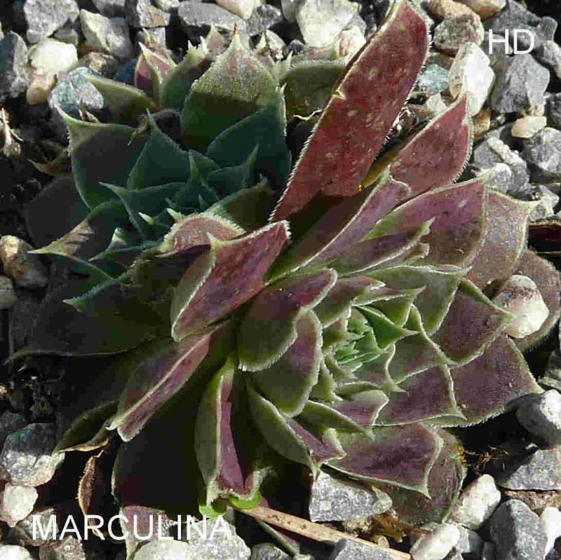 Marculina / Jovi