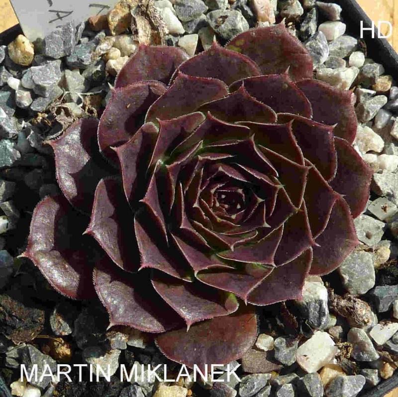 Martin Miklánek / Jovi