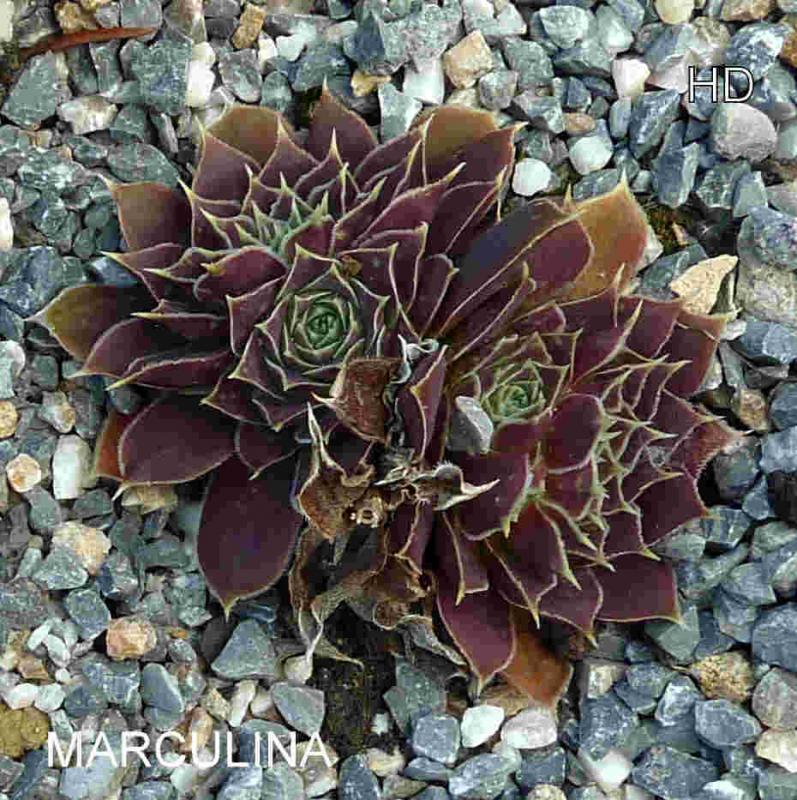 Marculina / Jovi