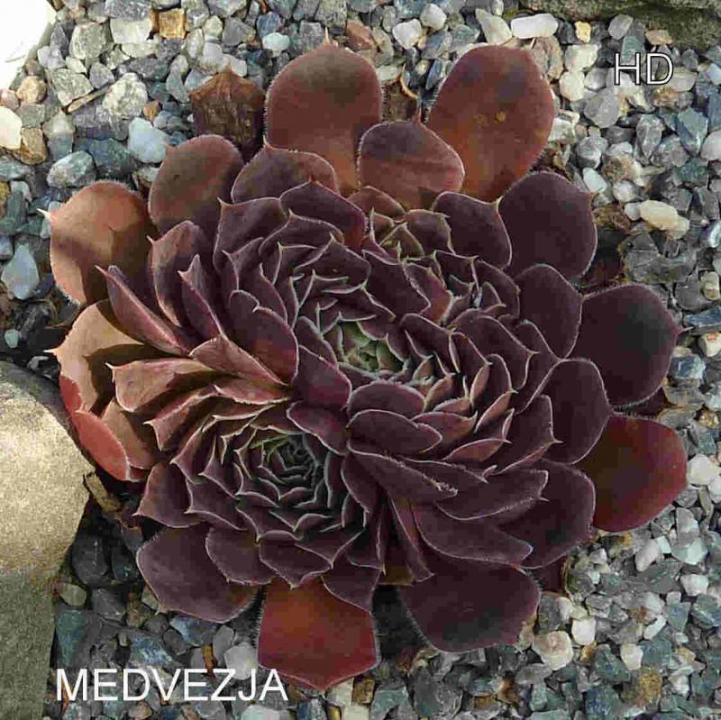 Medvezja / Jovi