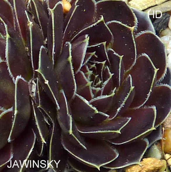 Jawinsky / Jovi