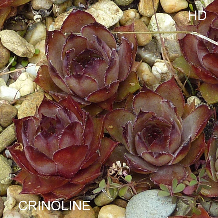 Crinoline