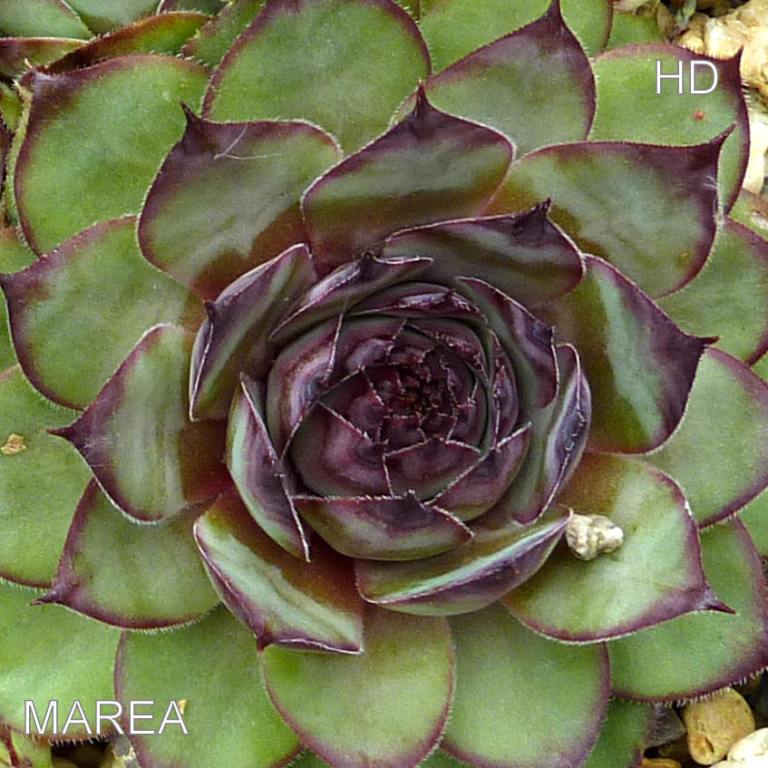 Marea
