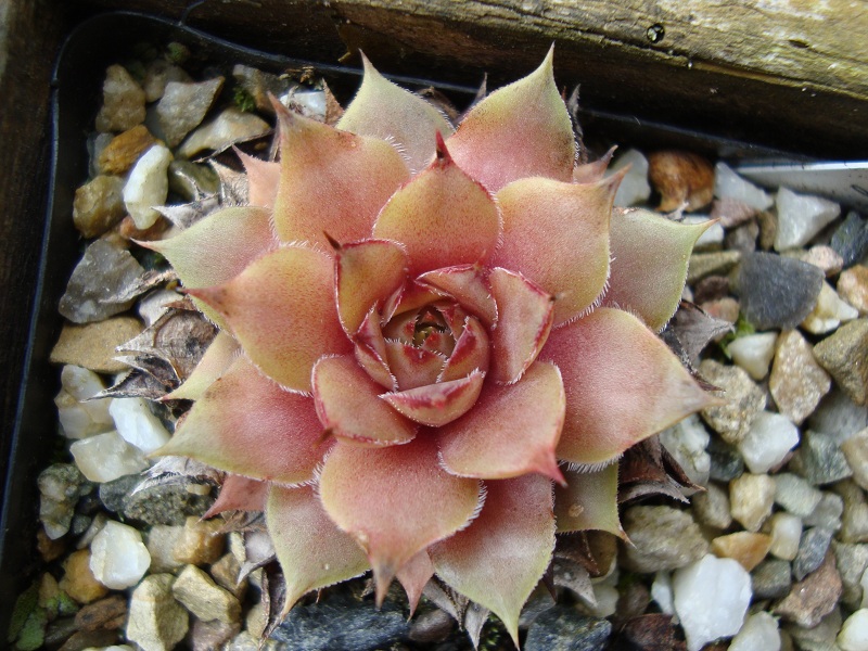 Magagnosc