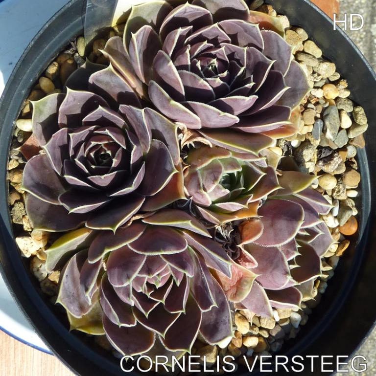 Cornelis Versteeg / Jovi