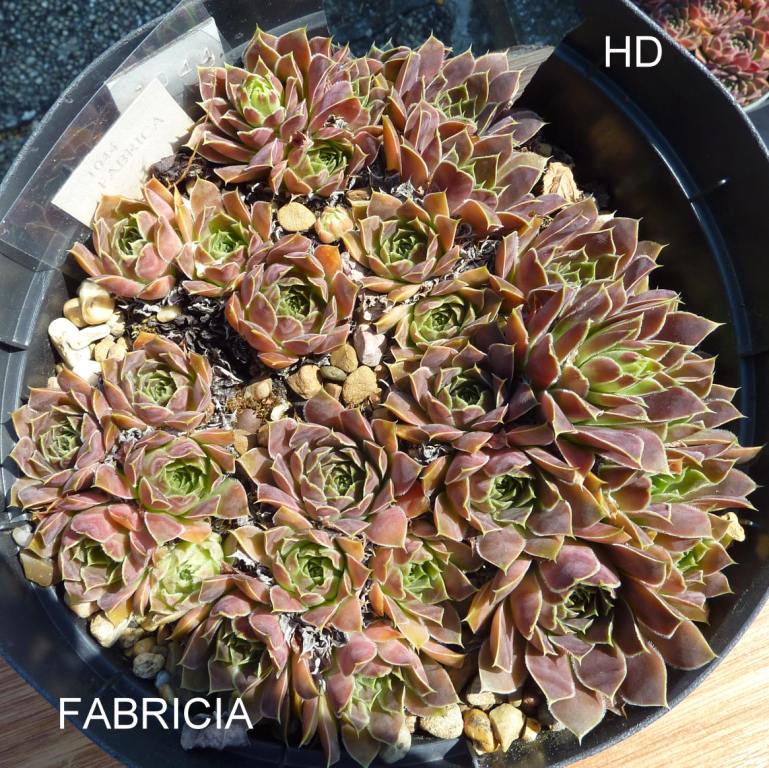 Fabricia / Jovi
