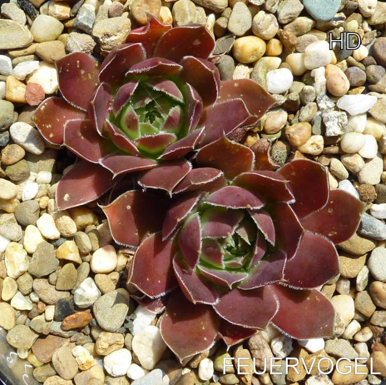 Feuervogel / Jovi