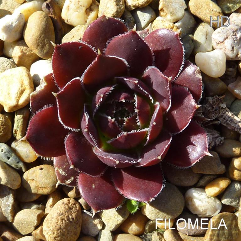 Filomela / Jovi