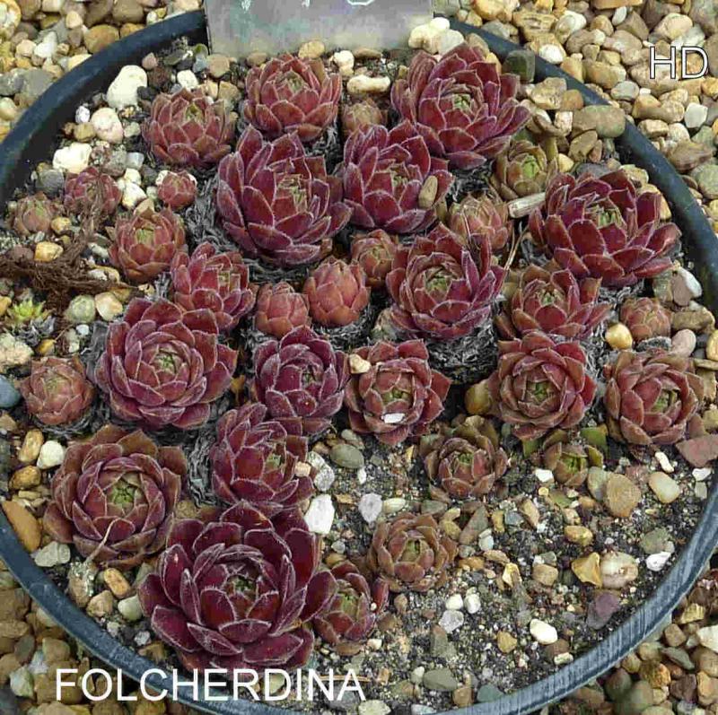 Folcherdina