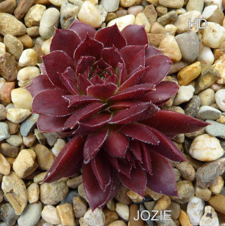 Jozie / Jovi