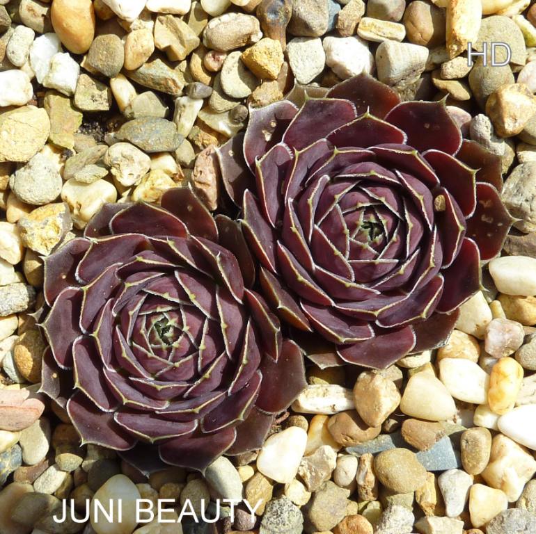 Juni Beauty / Jovi