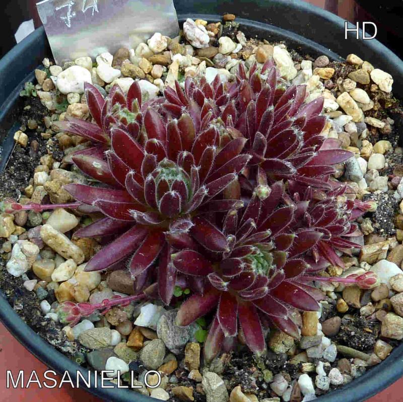 Masaniello