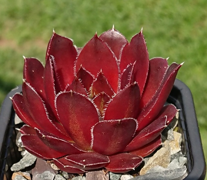 Zaida / Jovi