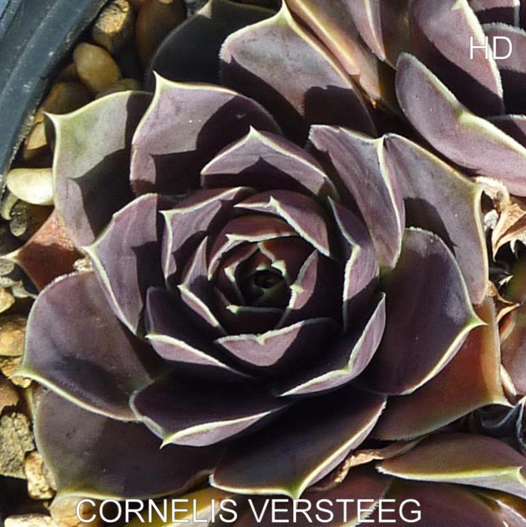 Cornelis Versteeg / Jovi