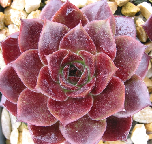 Crimsonette