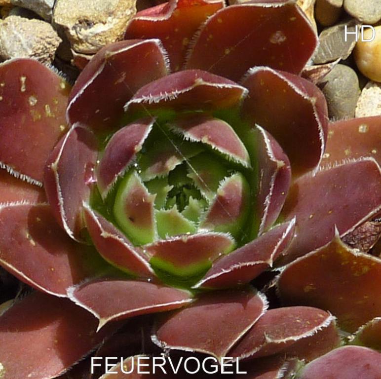 Feuervogel / Jovi