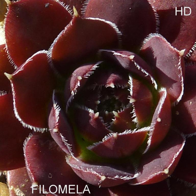 Filomela / Jovi