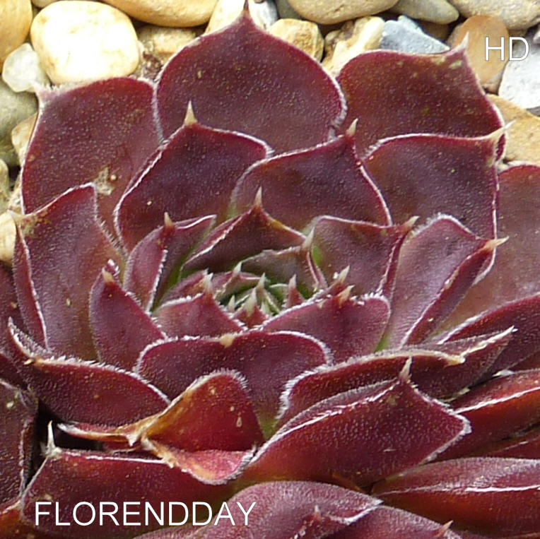 Florendday / Jovi