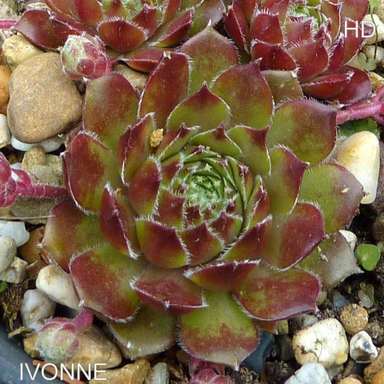 Ivonne