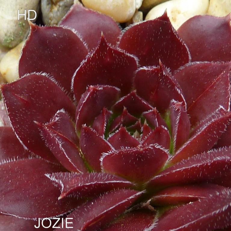 Jozie / Jovi