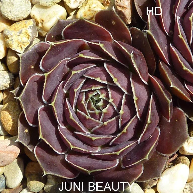 Juni Beauty / Jovi