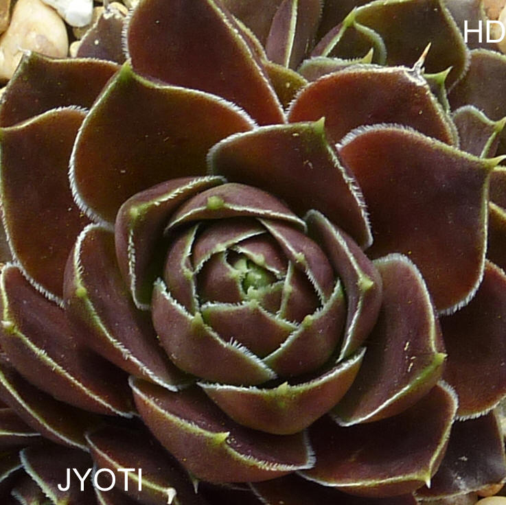Jyoti / Jovi