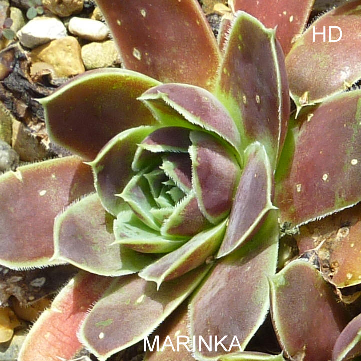 Marinka / Jovi