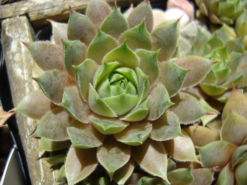 Magagnosc