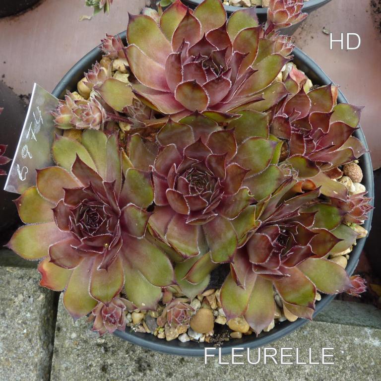 Fleurelle