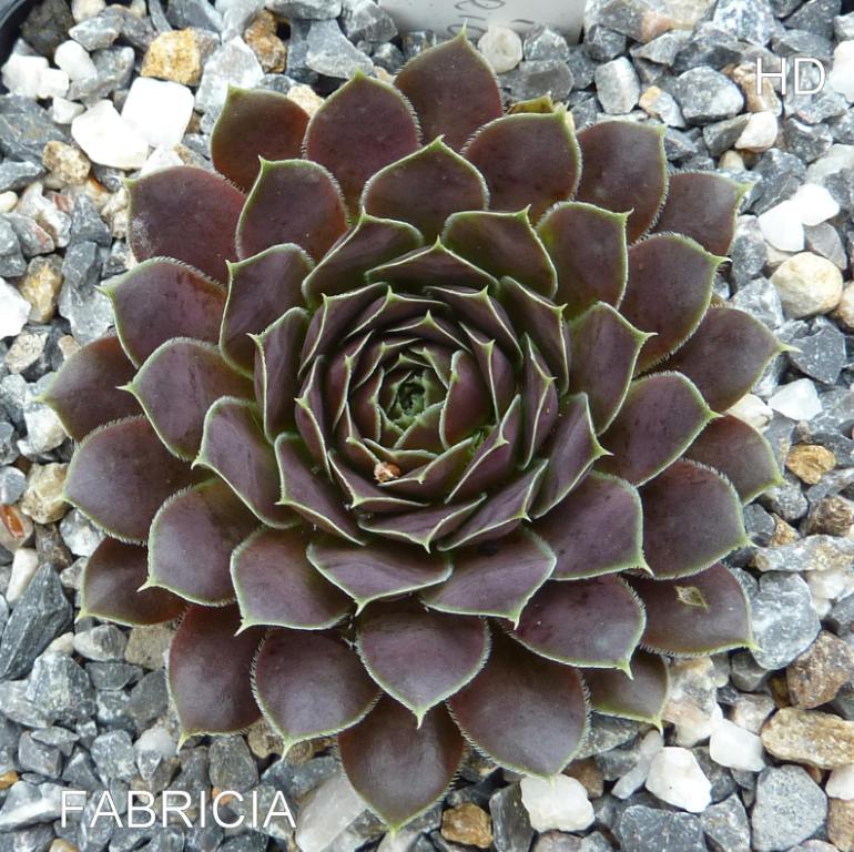 Fabricia / Jovi