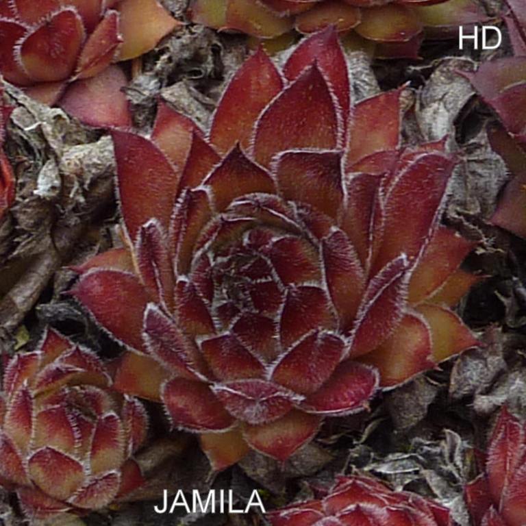 Jamila
