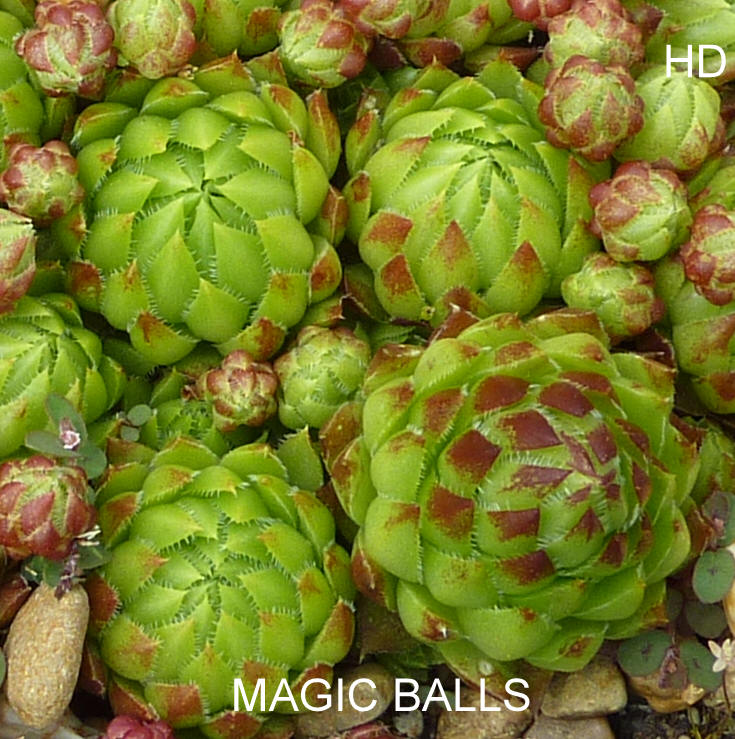 Magic Balls / Jovi