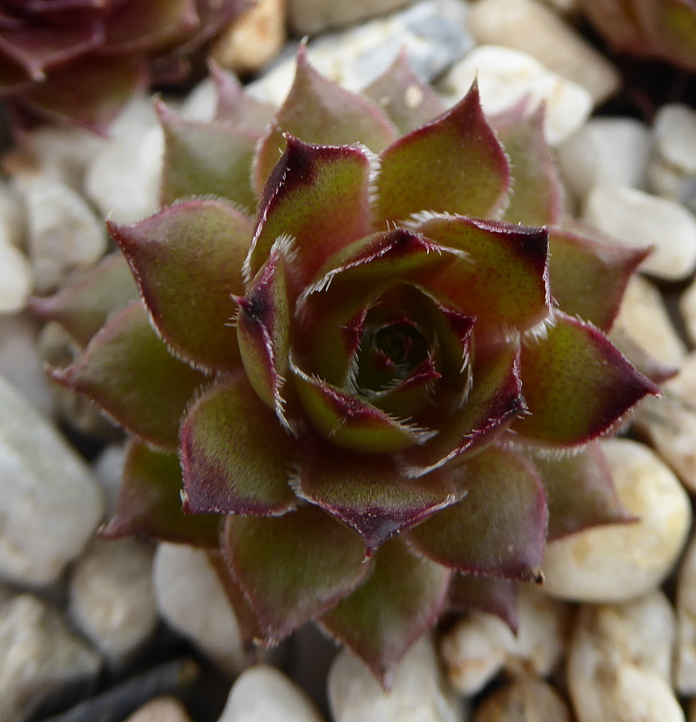 Fleurelle