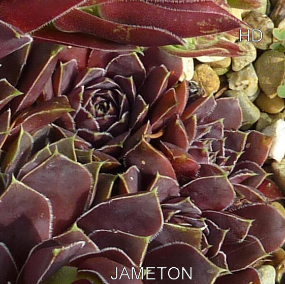 Jameton / Jovi