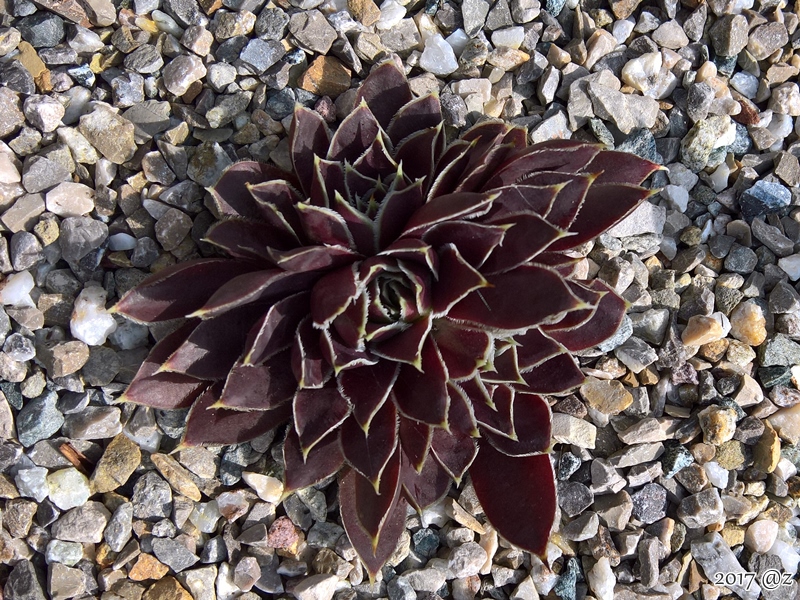 Johanna / Jovi